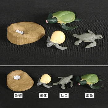 Zvieratá Cyklu Rastu Životného Cyklu Modelu Nastaviť Žaba Ant Komár Morská Korytnačka Simulačný Model Akčné Figúrky Učebné Materiály Pre Dieťa