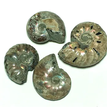 Prírodné shell fosílnych crystal vzoriek